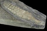 Fossil Ichthyosaur Paddle - Posidonia Shale, Germany #129944-3